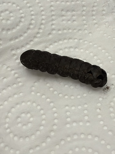 Sweet Potato Armyworm Moth