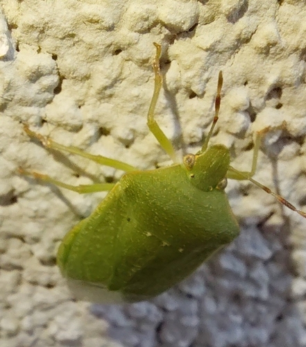Southern Green Stink Bug