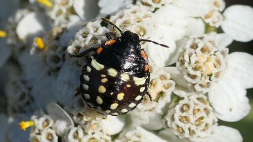 Southern Green Stink Bug