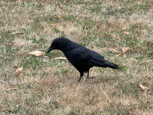 American Crow