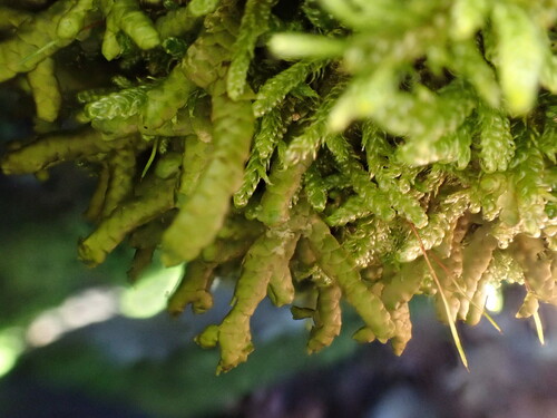 Porella cordaeana, 2026-10-03