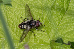 Sericomyia lata