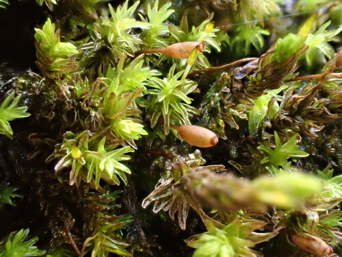 Codriophorus acicularis observed 2026-10-03