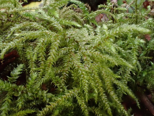 Pterobryopsis observed 2026-10-03