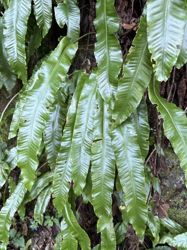 Hart's-tongue fern