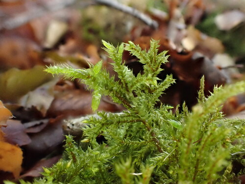 Pterobryopsis observed 2026-10-02