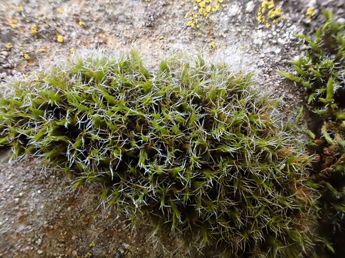 Grimmia decipiens observed 2026-10-03