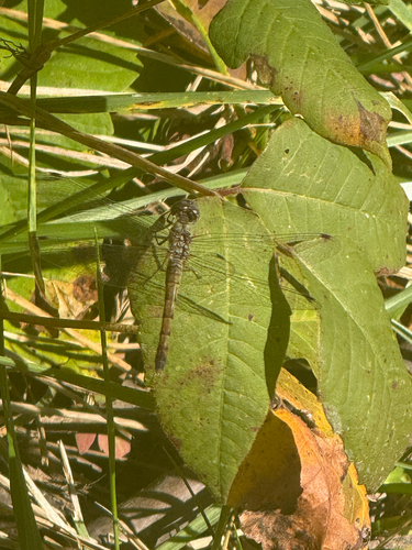 Blue-faced Meadowhawk