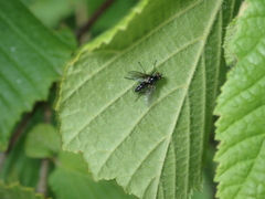 Gastrolepta anthracina