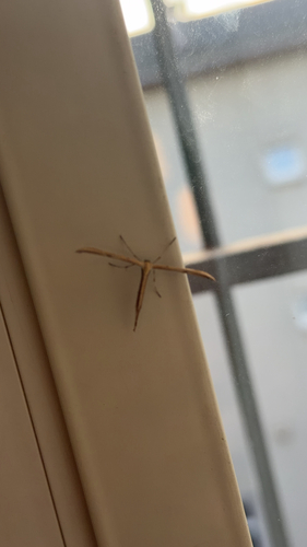 Morning-glory Plume Moth