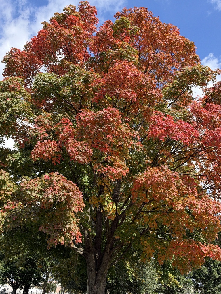 A tall maple with its upper crown orange and red and its lower branches still green.
