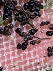 Pyrgulopsis