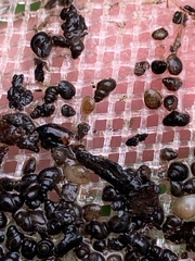 Pyrgulopsis