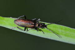 Chrysanthia viridissima