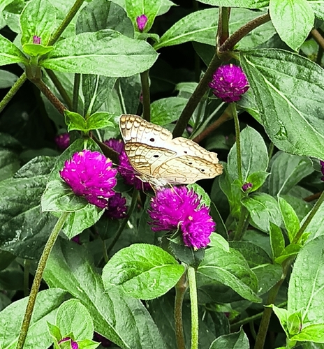 White Peacock