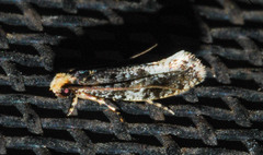 Monopis marginistrigella