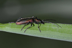 Chrysanthia viridissima