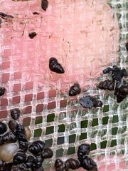 Pyrgulopsis