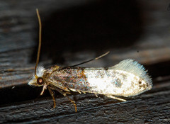 Trichophaga tapetzella