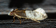 Trichophaga tapetzella