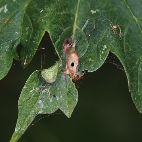 Maple gall wasp