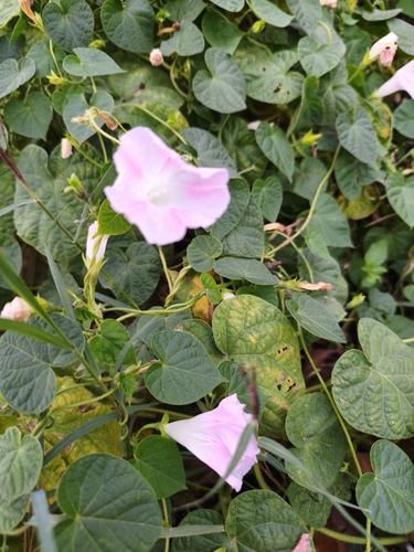 common morning-glory