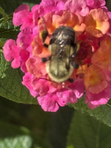 Common Eastern Bumble Bee