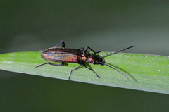 Chrysanthia viridissima