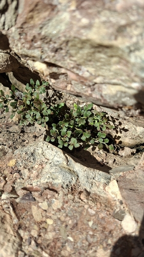 wall-rue