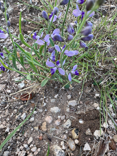 Blue Milkwort