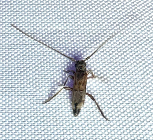 Methia necydalea