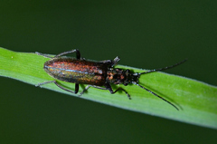 Chrysanthia viridissima