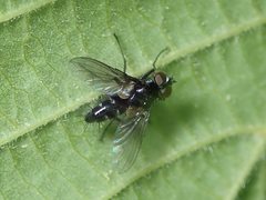 Gastrolepta anthracina