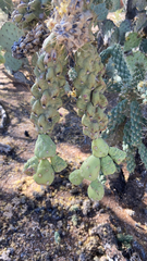 Cylindropuntia fulgida