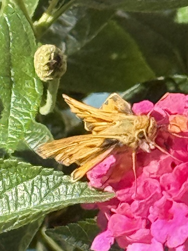 Fiery Skipper