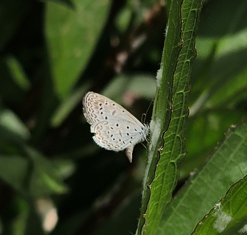Cyna Blue