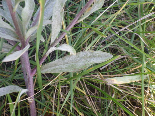 Erysiphe cruciferarum observed 2026-10-05