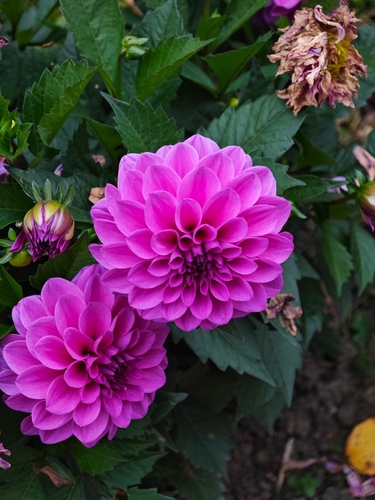 Dahlia pinnata observed 2026-10-05