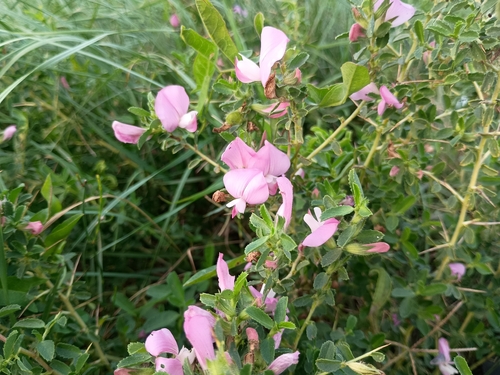 Spiny restharrow