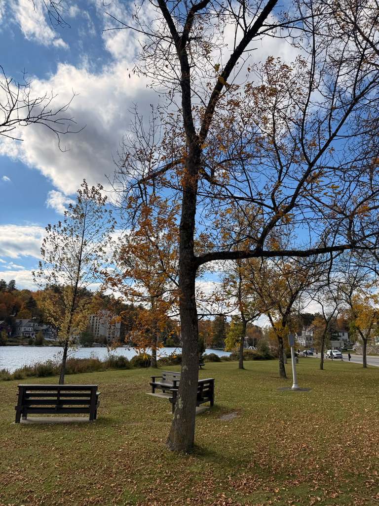 Ash trees half bare and gold along a lakeside lawn, with orange hills and houses across the water.