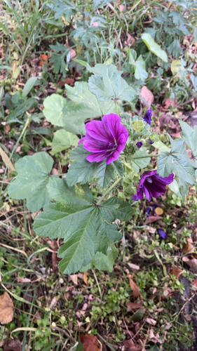 Common Mallow