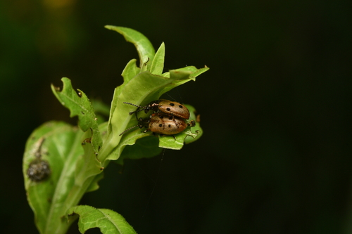 Lema decempunctata