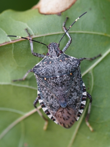Brown Marmorated Stink Bug