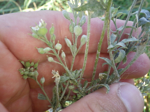 Erysiphe cruciferarum observed 2026-10-05