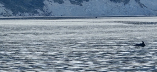 Common Bottlenose Dolphin