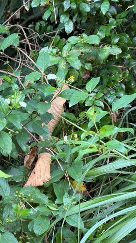 Mussaenda parviflora observed 2026-10-05