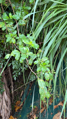 Mussaenda parviflora observed 2026-10-05