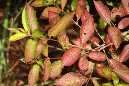 Weigela florida observed 2026-09-28