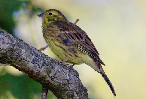 Yellowhammer