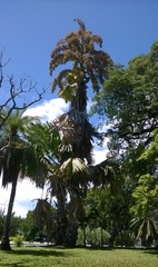 Corypha umbraculifera